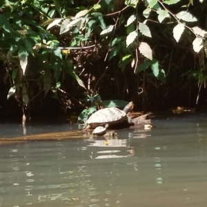 UNIQUE WILDLIFE 12 3/4" X 19 3/4"