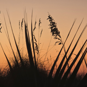 SEA OATS 12 3/4" X 19 3/4"