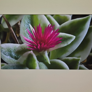 FLOWER  8 5/8" x 14 5/8"