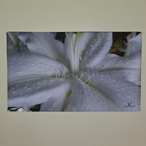ASIAN LILY    8 5/8" x 14 5/8"