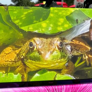 BULL FROG 12 3/4" X 19 3/4"